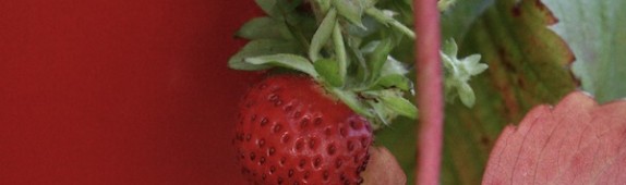 Balcony strawberries