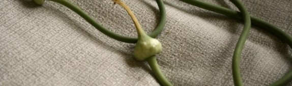 Garlic scapes