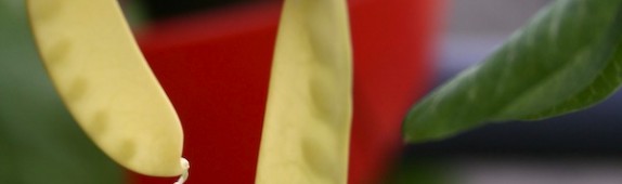 Yellow mangetout