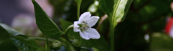 Chilli flowers