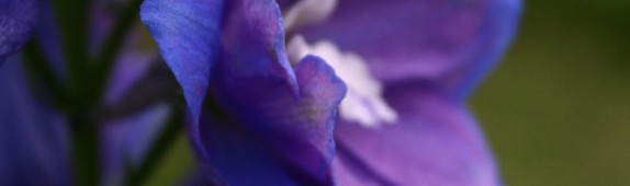 My favourite flowers of the moment