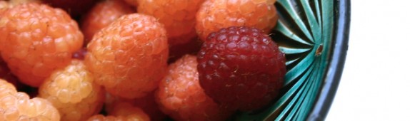 The glory of allotment raspberries