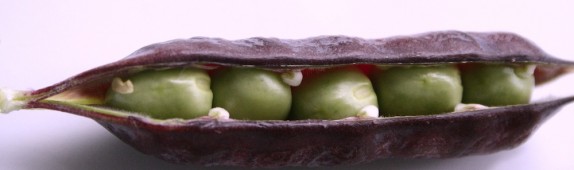 Purple-podded peas