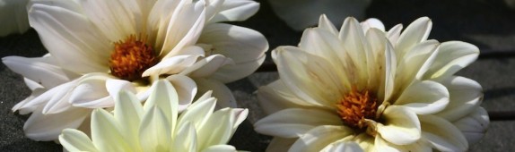 Dahlia ‘Swan Lake’