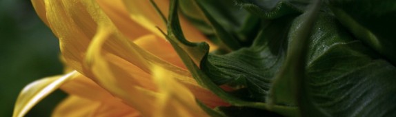 Sunflowers bring joy