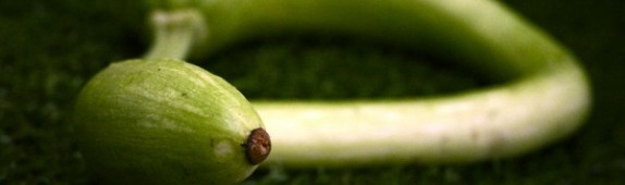 Tromboncino squash!