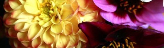 Pom pom dahlias