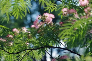 mimosa