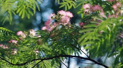mimosa