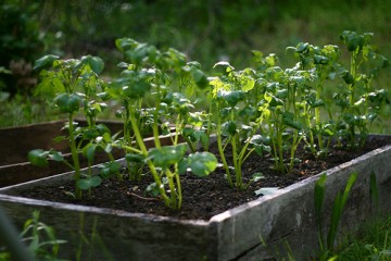 potatoes