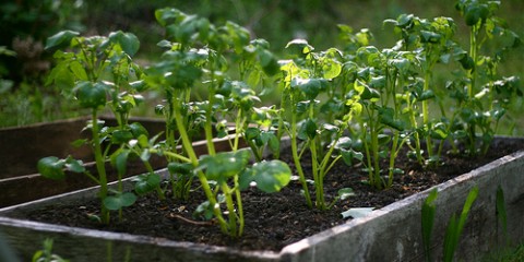 potatoes