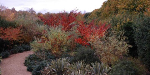 garden-images-nov09-228