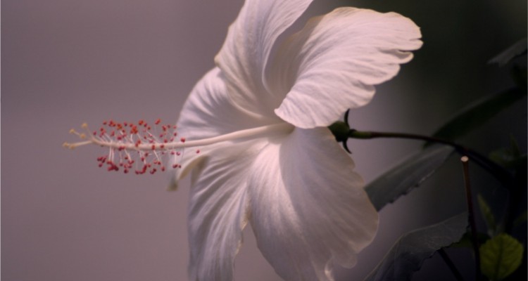 white hibiscus