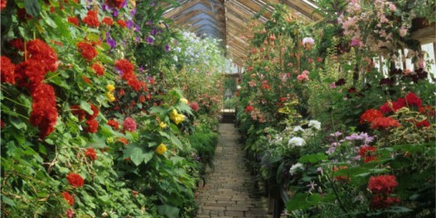 Parham, Sussex. Interior of glass house. Red pelargoniums.