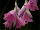 Dierama