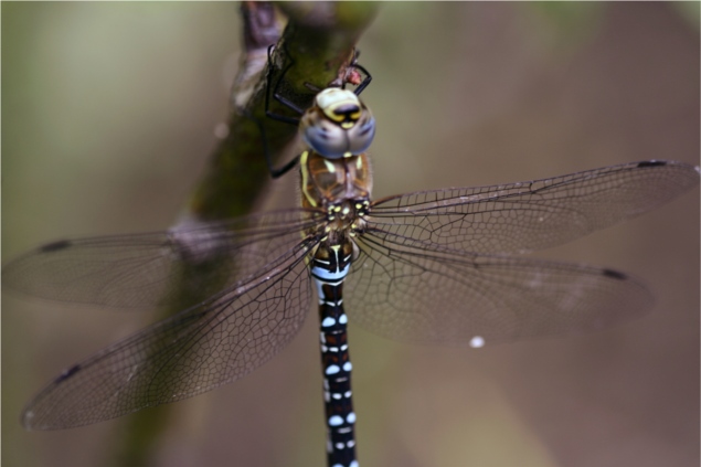 dragonfly