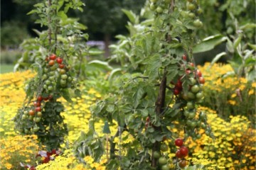 tomatoes and marigolds