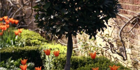 bay tree, tulips and perennial forget-me-nots at Caversham Court