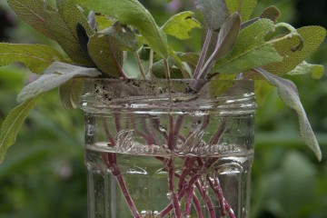 sage cuttings