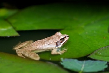 frog_in_pond-3