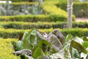 chicory at Villandry