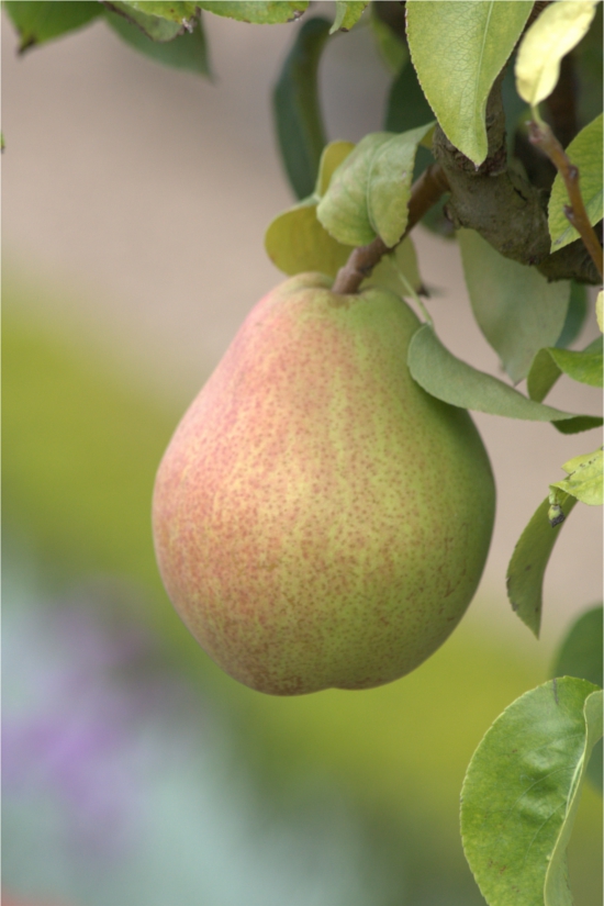 pear, villandry