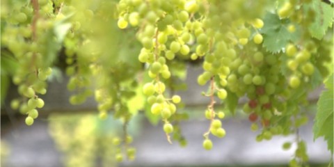 grapes villandry
