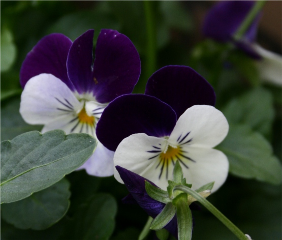 violas blackberry ice