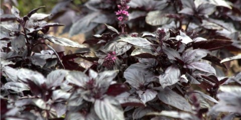 purple-leaved basil at Villandry