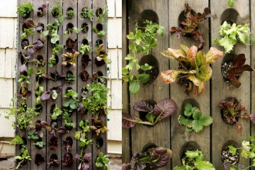 ediblewall_rect540