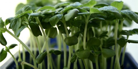 shiso greens