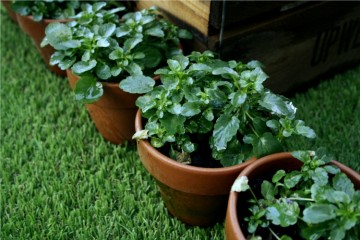 pots on fake grass