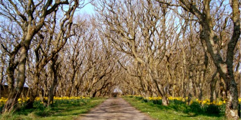 Castle of Mey