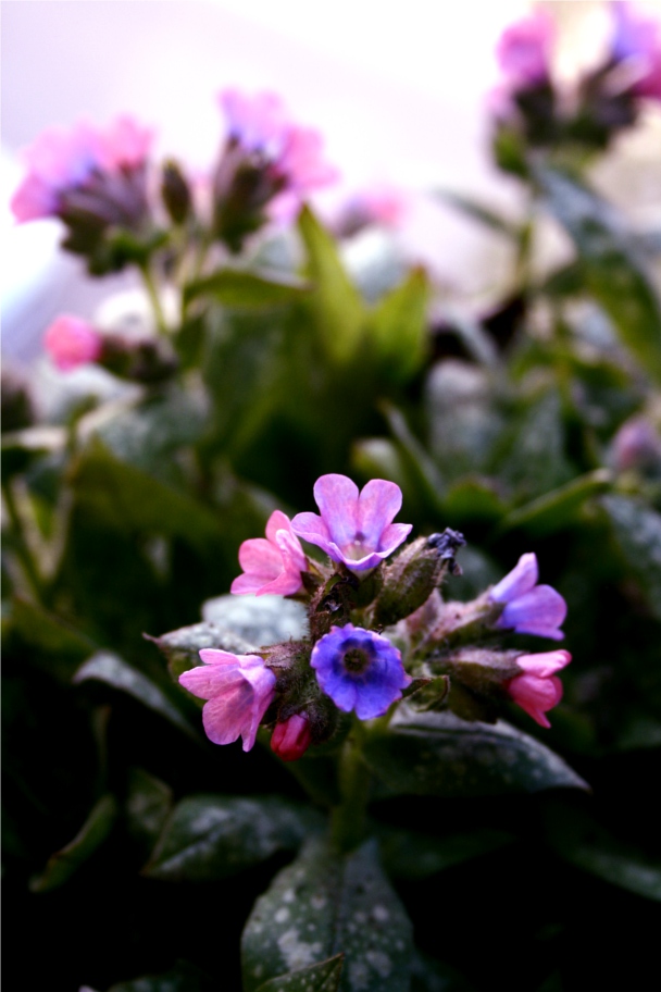 pulmonaria flowers