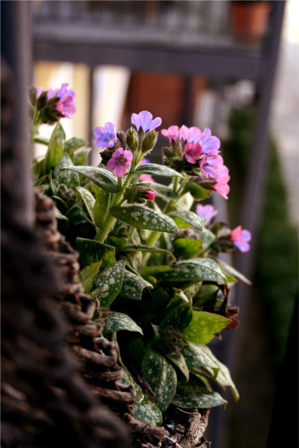 pulmonaria hanging basket