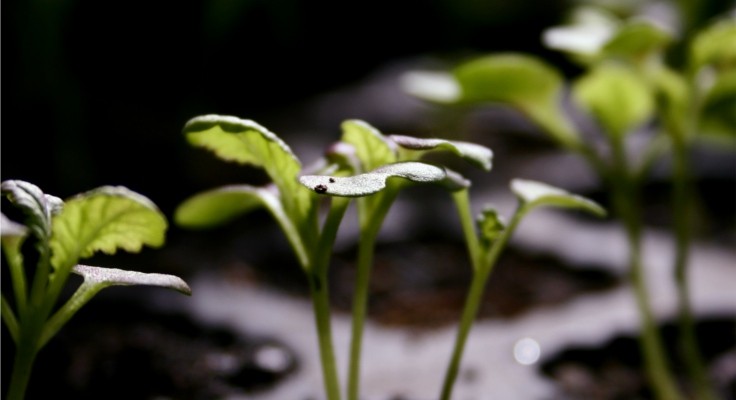 windowsill vegetables