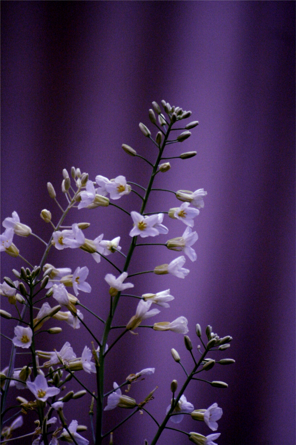 Brassica oleracea Crème Chantilly