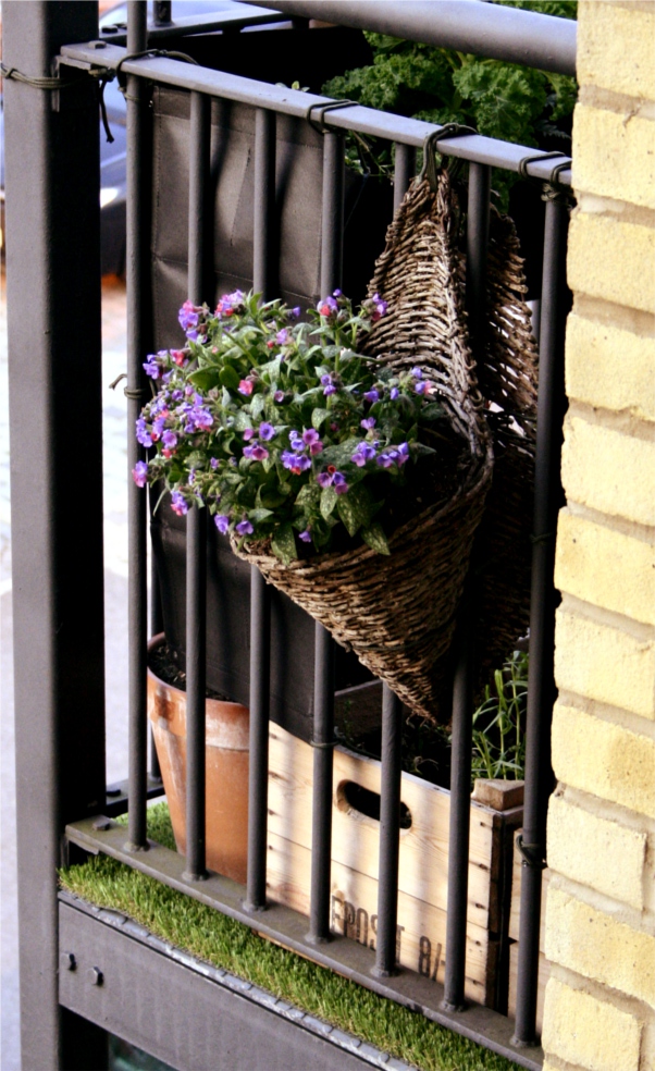 pulmonaria hanging basket