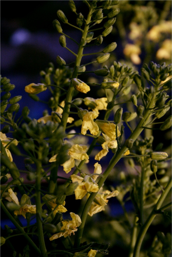 yellow kale flowers