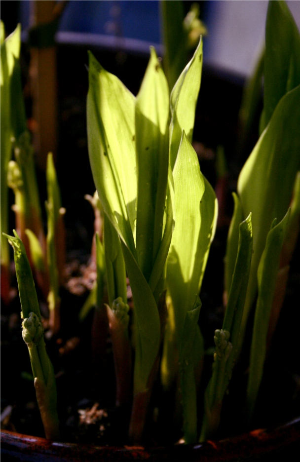 lily of the valley