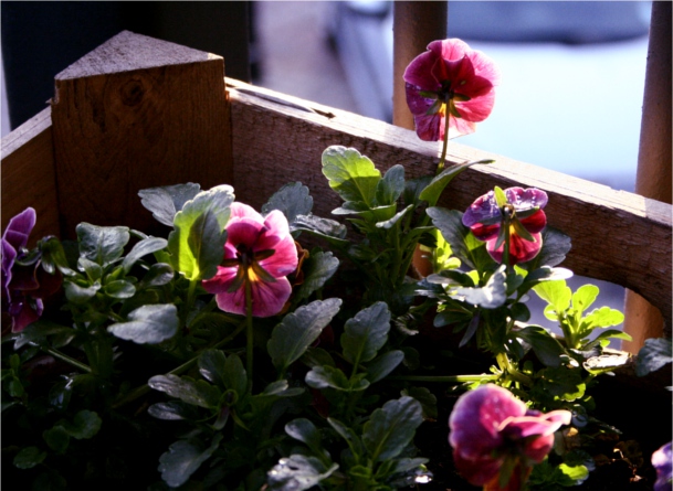 container violas