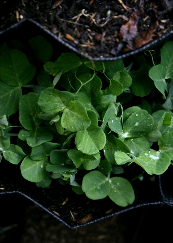peashoots outside