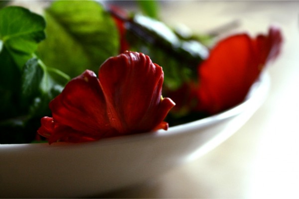 parrot tulip petals are edible