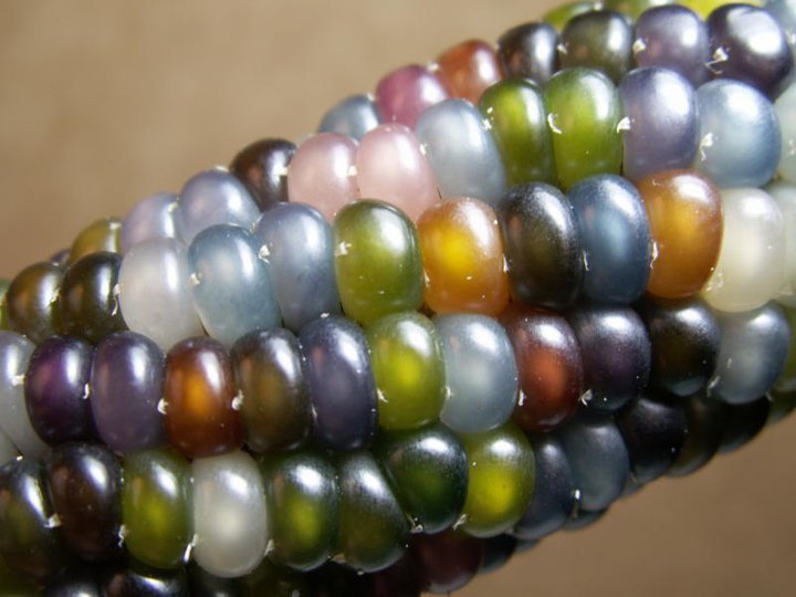 Glass Gem Corn from the Seeds Trust