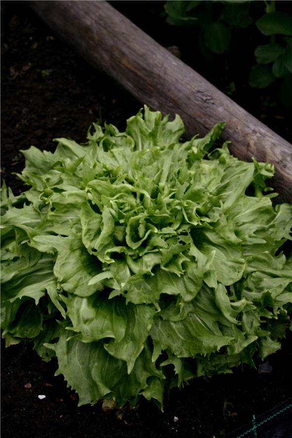 lettuce plant