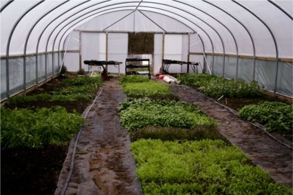 Polytunnel