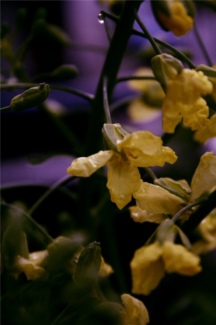 yellow kale flowers