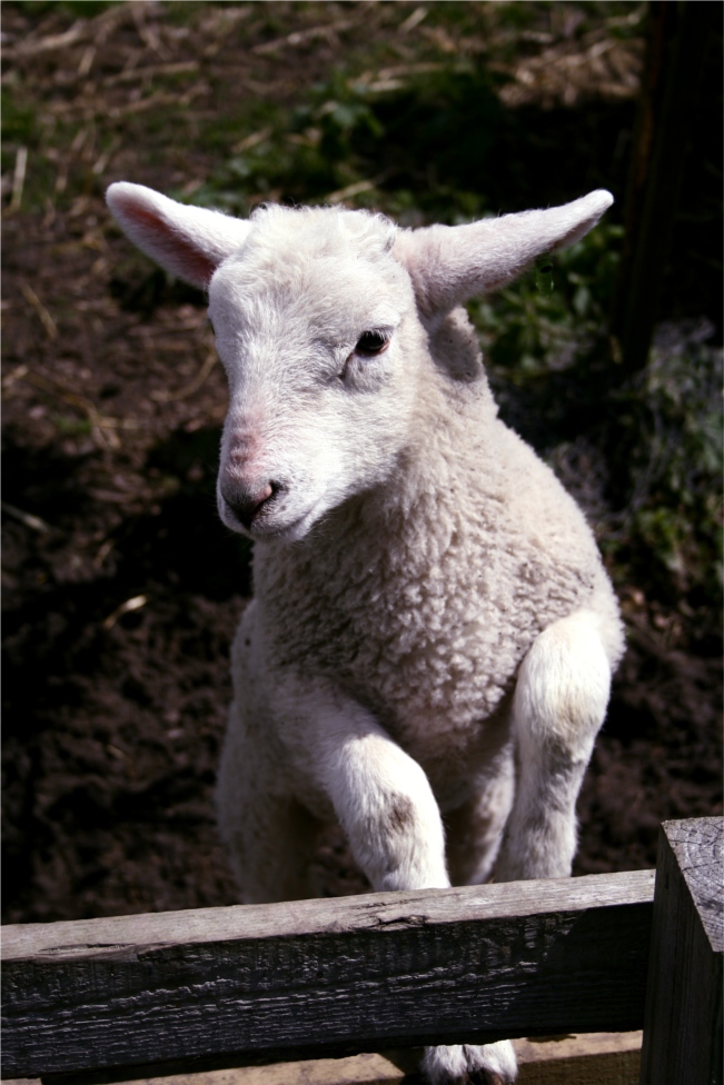 lamb