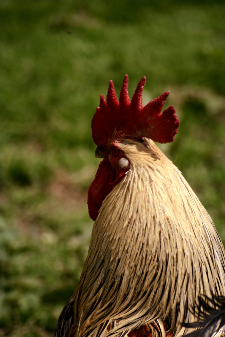 cockerel