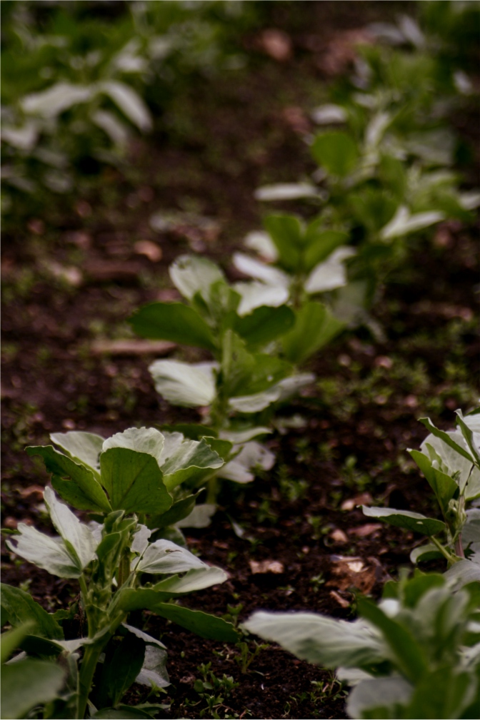 broad beans